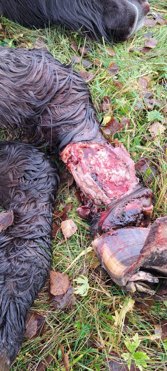 Защитники животных сообщают о драме в оленьем саду